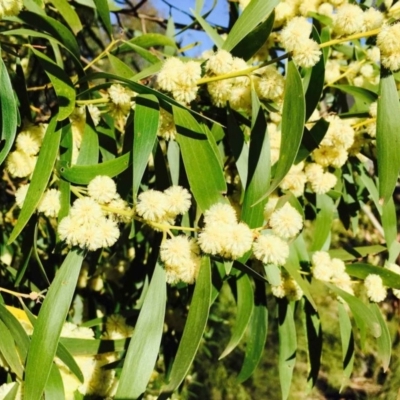 Acacia melanoxylon (Blackwood) at Gibraltar Pines - 28 Sep 2019 by RWPurdie