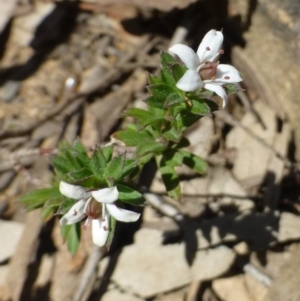 Rhytidosporum procumbens at Hackett, ACT - 29 Sep 2019