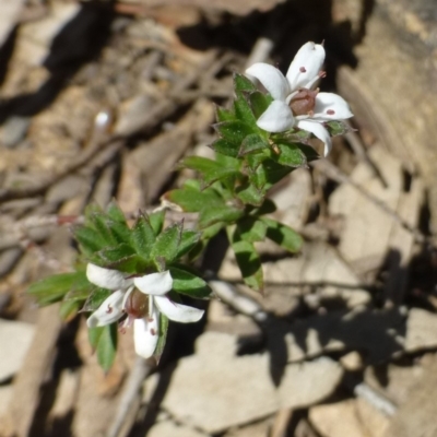 Rhytidosporum procumbens (White Marianth) at Black Mountain - 28 Sep 2019 by RWPurdie