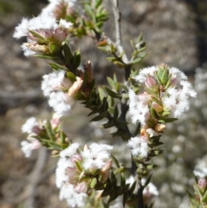 Styphelia attenuata at Hackett, ACT - 29 Sep 2019