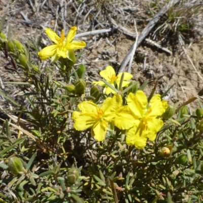 Hibbertia calycina (Lesser Guinea-flower) at Hackett, ACT - 29 Sep 2019 by RWPurdie