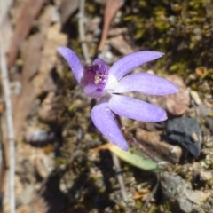 Cyanicula caerulea (Blue Fingers, Blue Fairies) at Hackett, ACT - 29 Sep 2019 by RWPurdie