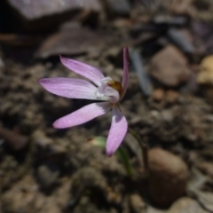 Caladenia fuscata (Dusky Fingers) at Hackett, ACT - 29 Sep 2019 by RWPurdie