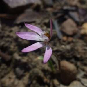 Caladenia fuscata at Hackett, ACT - 29 Sep 2019