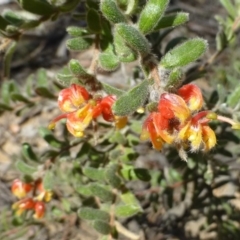 Grevillea alpina (Mountain Grevillea / Cat's Claws Grevillea) at Black Mountain - 28 Sep 2019 by RWPurdie