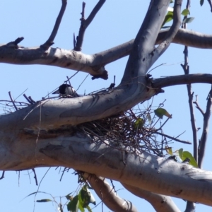 Gymnorhina tibicen at Black Range, NSW - 29 Sep 2019