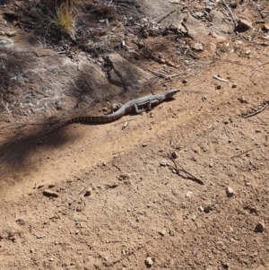 Varanus rosenbergi at Bredbo, ACT - suppressed