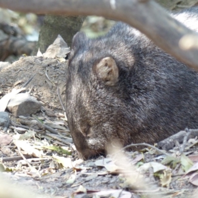 Vombatus ursinus (Common wombat, Bare-nosed Wombat) at Black Range, NSW - 29 Sep 2019 by MatthewHiggins