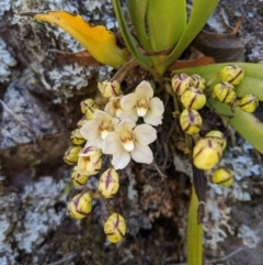 Sarcochilus falcatus (Orange Blossum Orchid) at Deua National Park (CNM area) - 29 Sep 2019 by MattM