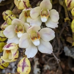 Sarcochilus falcatus at suppressed - suppressed