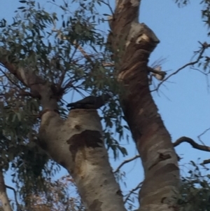 Callocephalon fimbriatum at Garran, ACT - 29 Sep 2019