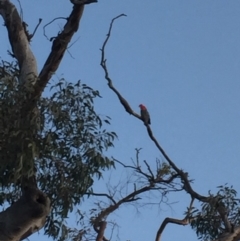 Callocephalon fimbriatum at Garran, ACT - 29 Sep 2019