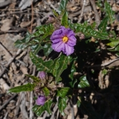 Solanum cinereum (Narrawa Burr) at Red Hill Nature Reserve - 29 Sep 2019 by JackyF