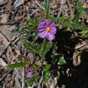 Solanum cinereum at Deakin, ACT - 29 Sep 2019