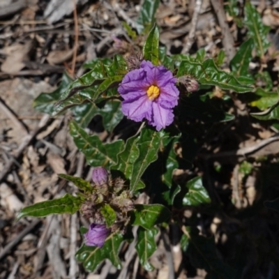 Solanum cinereum (Narrawa Burr) at Deakin, ACT - 29 Sep 2019 by JackyF