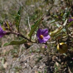 Solanum cinereum at Deakin, ACT - 29 Sep 2019