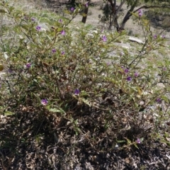 Solanum cinereum at Deakin, ACT - 29 Sep 2019