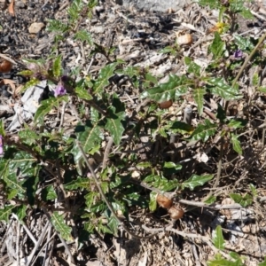 Solanum cinereum at Deakin, ACT - 29 Sep 2019