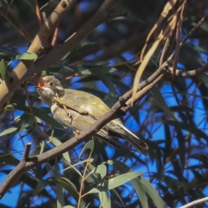 Melithreptus brevirostris at Higgins, ACT - 28 Sep 2019 07:20 AM