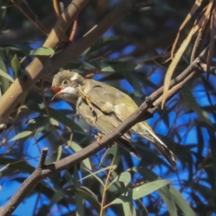 Melithreptus brevirostris at Higgins, ACT - 28 Sep 2019 07:20 AM