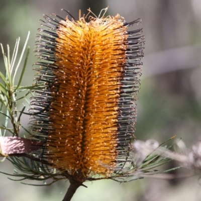 Banksia spinulosa (Hairpin Banksia) at Budawang, NSW - 29 Sep 2019 by LisaH
