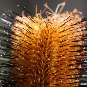 Banksia spinulosa at Budawang, NSW - 29 Sep 2019