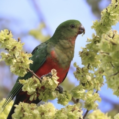 Alisterus scapularis (Australian King-Parrot) at Hawker, ACT - 29 Sep 2019 by AlisonMilton