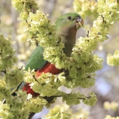 Alisterus scapularis at Hawker, ACT - 29 Sep 2019 08:42 AM