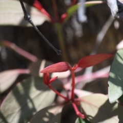 Muellerina eucalyptoides (Creeping Mistletoe) at Budawang, NSW - 29 Sep 2019 by LisaH