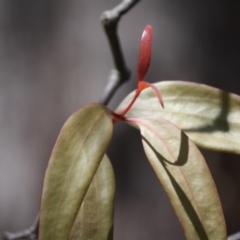 Muellerina eucalyptoides at Budawang, NSW - 29 Sep 2019