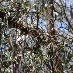 Muellerina eucalyptoides at Budawang, NSW - 29 Sep 2019