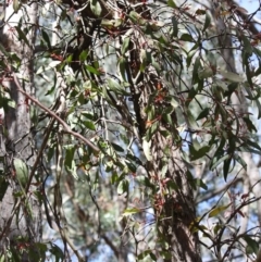 Muellerina eucalyptoides at Budawang, NSW - 29 Sep 2019