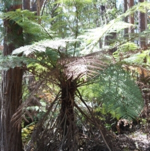 Cyathea australis subsp. australis at Budawang, NSW - 29 Sep 2019