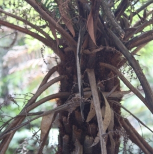 Cyathea australis subsp. australis at Budawang, NSW - 29 Sep 2019