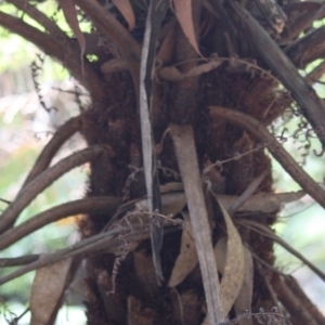 Cyathea australis subsp. australis at Budawang, NSW - 29 Sep 2019