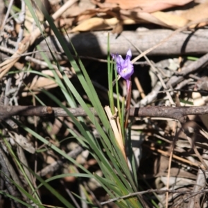 Patersonia sericea var. sericea at Budawang, NSW - 29 Sep 2019