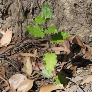 Goodenia ovata at Budawang, NSW - 29 Sep 2019 02:42 PM