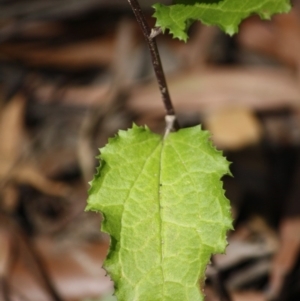 Goodenia ovata at Budawang, NSW - 29 Sep 2019 02:42 PM