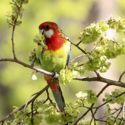 Platycercus eximius (Eastern Rosella) at Hawker, ACT - 29 Sep 2019 by AlisonMilton