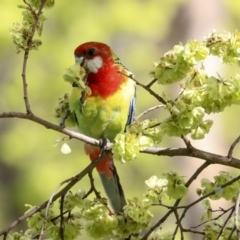 Platycercus eximius (Eastern Rosella) at Hawker, ACT - 28 Sep 2019 by Alison Milton