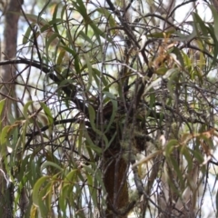 Amyema miquelii (Box Mistletoe) at Budawang, NSW - 29 Sep 2019 by LisaH