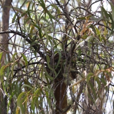 Amyema miquelii (Box Mistletoe) at Budawang, NSW - 29 Sep 2019 by LisaH