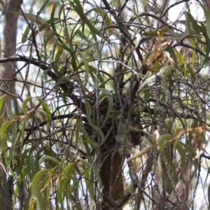 Amyema miquelii at Budawang, NSW - 29 Sep 2019