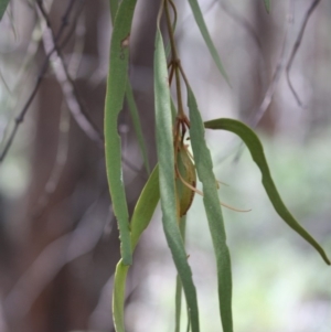 Amyema miquelii at Budawang, NSW - 29 Sep 2019 02:49 PM