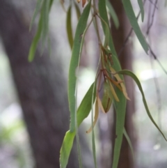 Amyema miquelii at Budawang, NSW - 29 Sep 2019 02:49 PM