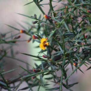 Daviesia ulicifolia subsp. ulicifolia at Budawang, NSW - 29 Sep 2019