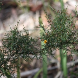 Daviesia ulicifolia subsp. ulicifolia at Budawang, NSW - 29 Sep 2019 02:55 PM