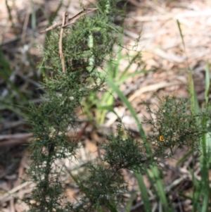 Daviesia ulicifolia subsp. ulicifolia at Budawang, NSW - 29 Sep 2019 02:55 PM