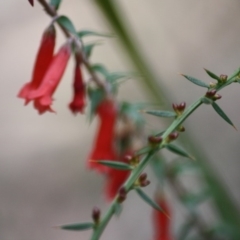 Epacris impressa (Common Heath) at Budawang, NSW - 29 Sep 2019 by LisaH