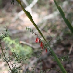 Epacris impressa at Budawang, NSW - 29 Sep 2019 03:17 PM